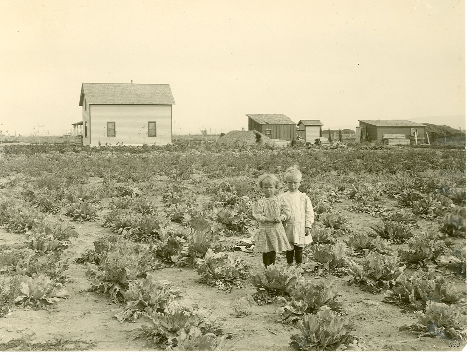 Farm Life - Early 1900's